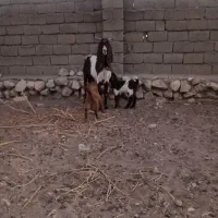 یک عدد بز و دو بزغاله