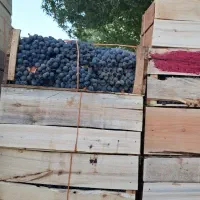 انگور سیاه سردشت لوکس بار