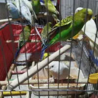 انواع مرغ عشق برای فروش