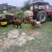 چهارتا نر هرکدام خواستی یکی فروشی