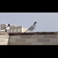 کبوتر طاوسی