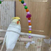 عروس هلندی نر|پرنده|قم, یزدان‌شهر|دیوار