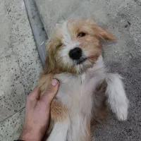 واگذاری سگ شیترو ماده|سگ|قرچک, مهدیه|دیوار