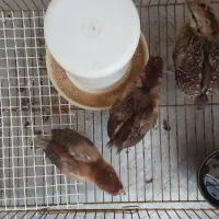 ۴عددجوجه مرغ ۲۰ روزه  گلپایگان