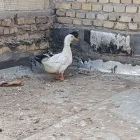 2عدد اردک و8عدد کبوتر