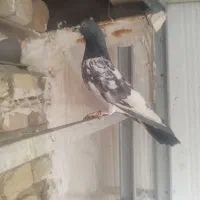 کبوتر پرشی پاکستانی نر