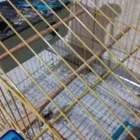 مرغ عشق سر حال زنده بازیگوش