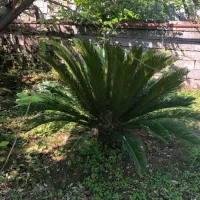 دو عدد سیکاس بزرگ|خدمات باغبانی و درختکاری|نوشهر, |دیوار