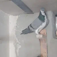 فروش کفتر شهری بدرنگ سبز و یال|پرنده|شیراز, شهرک مفتح|دیوار