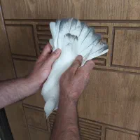 کبوتر دم سرور پلاکی