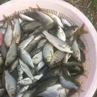 انواع بچه ماهی گرمابی|ماهی|آمل, |دیوار