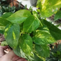 فروش انواع گل سانس  شفلر کامپکت|گل و گیاه طبیعی|سلمان‌شهر, |دیوار