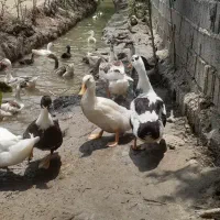 مرغ ، اردک ، بوقلمون محلی|حیوانات مزرعه|رشت, کوی جام جم|دیوار