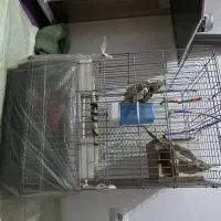 عروس هلندی جفت با قفس