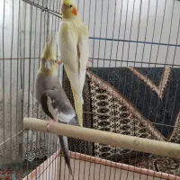 یک جفت عروس هلندی مولد