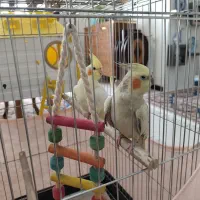 یک جفت عروس هلندی