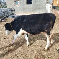 شماره تماس|حیوانات مزرعه|چهاردانگه (آذربایجان), |دیوار