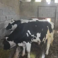 گوساله نر گوسفند