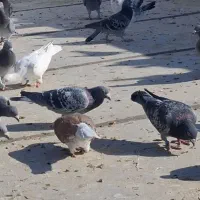 کبوتر آلمانی|پرنده|سبزوار, رباط|دیوار