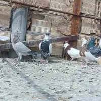 15عدد کبوتر رنگه