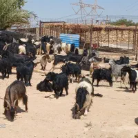 گله بز یک دست جوان همه نیشتر|حیوانات مزرعه|دوگنبدان, |دیوار