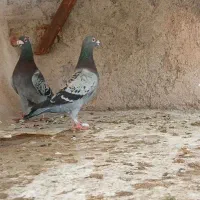 کفتر. یا کبوتر