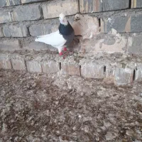 کبوتر|پرنده|اسفراین, |دیوار