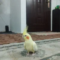 عروس هلندی|پرنده|مشهد, کشف|دیوار