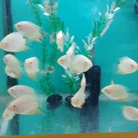 انواع ماهی گیاه خوار و گوشت خوار جدید|ماهی|کرمان, |دیوار