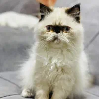 گربه پرشین|گربه|قشم, |دیوار