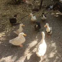 مرغابی و غاز درجه یک|حیوانات مزرعه|تربتحیدریه, شهرک ولیعصر|دیوار