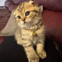 گربه اسکاتیش  فولد و انفولد وارداتی