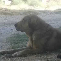 سگ پژدر نر|سگ|شاهین دژ, |دیوار