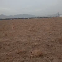 زمین کشاورزی|اجارهٔ دفتر صنعتی، کشاورزی، تجاری|تیران, |دیوار