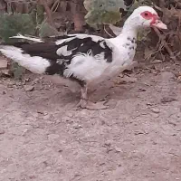 اردک اسرائیلی ماده|حیوانات مزرعه|گنبد کاووس, |دیوار