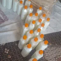 پخش ذوغ و نان بسته بندی شده به سراسر شهر