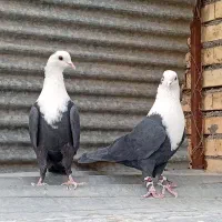 کبوتراباده|پرنده|آباده, |دیوار