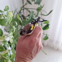 سهره دورگه.|پرنده|تهران, وردآورد|دیوار