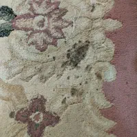 فرش وپشتی|فرش|مشهد, شهرک مهر آباد|دیوار