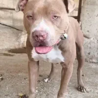 فوری لنگ پولم|سگ|ساوه, |دیوار