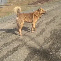 سگ دور پژدر