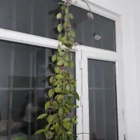 درب و پنجره دو جداره