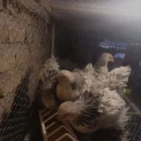 جوجه برهما لایت اصیل|حیوانات مزرعه|قدس, شهر‌قدس|دیوار