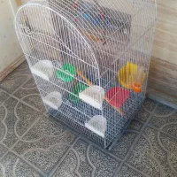 عروس هلندی مولد|پرنده|آبدانان, |دیوار