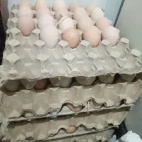 فروش تخم مرغ نطفه رار