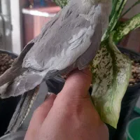 فروش دوعدد عروس هلندی ماده سالم سرحال|پرنده|میانه, |دیوار