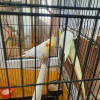 عروس هلندی لوتینو|پرنده|ری, فیروزآبادی|دیوار