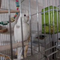 عروس هلندی آلبینو ماده