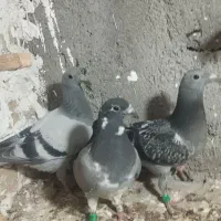 کفتر ستا جوجه مسافتی به شرط|پرنده|رضویه, |دیوار