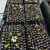 حلوا ،برشوک ،خرمای مجلسی|خوردنی و آشامیدنی|مشهد, آبکوه|دیوار